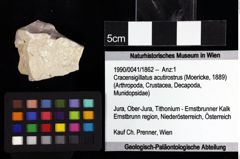 Foto (Objket + Etiketten) von Decapoda indet. 